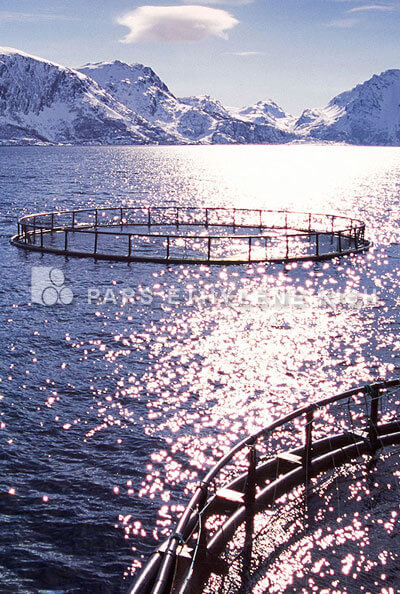 cage-fish-farming9